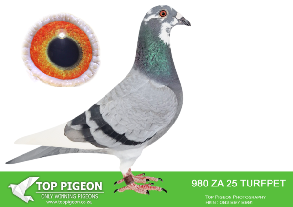 LOT 12 PIGEON PALACE –  ZA 25 TURFPET  980 -HALF SIBLING SOLD FOR R100 000.00 EACH TO BRAD BOWN AND KEVIN KITCHENBRAND ON TOPPIGEON–BRED FROM A VERY SPECIAL PAIR OF PIGEONS. SISTER TO SUPERBREEDER COCKS OF ALWYN BESTER : 63384/18 &63390/18 . 63384 IS SIRE TO 604/22 DOUBLE UNION WINNER , GAUTENG COMBINE WINNER , CRUSADERS CLUB ACE PIGEON , BEST YEARLING , BEST YB UNION , 2ND BEST BIRD BEST UNION OVERALL & SANPO SILVER MEDAL WINNER YB. 63384 IS GRANDSIRE TO “TURBO KITTEL” 6 X SANPO GOLD MEDAL WINNER FOR SU PREEZ & DEETLEFS 2021. 63390/18 IS SIRE TO “FIVE STAR” GREEN JACKET ACE WINNER AFRIKAPRO 2023 , “DYNASTY” 1ST GRAND AVERAGE WINNER DINOKENG 2022.——————SIRE:NL 17 1848806 “SPECIAL KITTEL”. DIRK VAN DEN BULCK. GRANDSON “KITTEL” ALSO “OLYMPIC ROSITA”. NATIONAL ACE PIGEONS ALL OVER HIS PEDIGREES. ONE OF THE BEST KITTEL COCKS ON THE PLANET. SIRE TO TOP RACERS FOR DEREK WALSH. SPECIAL INBRED KITTEL. WINNING DESCENDANTS FROM KITTEL OVER TWO GENERATIONS. KITTEL THE BEST KBDB ACE COCK IN BELGIAN HISTORY.—————DAM:DV 01654-22-239 H. ‘Miss Durban’ Di Caprio-Kannibaal BCH w/f Top racer at Afrika Pro. Related to the excellent ’95 hen’ of our Special Kittel pair the parents of 63384/18 & 63390/18 Alwyn Bester.Dirk van Dyck Kannibaal/Rambo x Olympic Niels x Di Caprio prominent in this pedigree.SEE PEDIGREE!!!