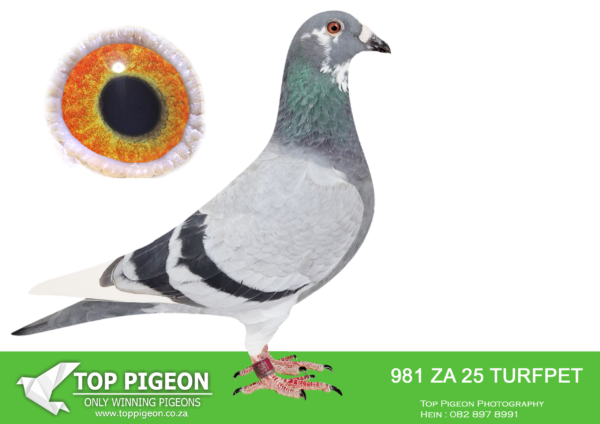 .LOT 1 PIGEON PALACE – ZA 25 TURFPET 981 -HALF SIBLING SOLD FOR R100 000.00 EACH TO BRAD BOWN AND KEVIN KITCHENBRAND ON TOPPIGEON–BRED FROM A VERY SPECIAL PAIR OF PIGEONS. SISTER TO SUPERBREEDER COCKS OF ALWYN BESTER : 63384/18 &63390/18 . 63384 IS SIRE TO 604/22 DOUBLE UNION WINNER , GAUTENG COMBINE WINNER , CRUSADERS CLUB ACE PIGEON , BEST YEARLING , BEST YB UNION , 2ND BEST BIRD BEST UNION OVERALL & SANPO SILVER MEDAL WINNER YB. 63384 IS GRANDSIRE TO “TURBO KITTEL” 6 X SANPO GOLD MEDAL WINNER FOR SU PREEZ & DEETLEFS 2021. 63390/18 IS SIRE TO “FIVE STAR” GREEN JACKET ACE WINNER AFRIKAPRO 2023 , “DYNASTY” 1ST GRAND AVERAGE WINNER DINOKENG 2022.——————SIRE:NL 17 1848806 “SPECIAL KITTEL”. DIRK VAN DEN BULCK. GRANDSON “KITTEL” ALSO “OLYMPIC ROSITA”. NATIONAL ACE PIGEONS ALL OVER HIS PEDIGREES. ONE OF THE BEST KITTEL COCKS ON THE PLANET. SIRE TO TOP RACERS FOR DEREK WALSH. SPECIAL INBRED KITTEL. WINNING DESCENDANTS FROM KITTEL OVER TWO GENERATIONS. KITTEL THE BEST KBDB ACE COCK IN BELGIAN HISTORY.—————DAM:DV 01654-22-239 H. ‘Miss Durban’ Di Caprio-Kannibaal BCH w/f Top racer at Afrika Pro. Related to the excellent ’95 hen’ of our Special Kittel pair the parents of 63384/18 & 63390/18 Alwyn Bester.Dirk van Dyck Kannibaal/Rambo x Olympic Niels x Di Caprio prominent in this pedigree.SEE PEDIGREE!!!