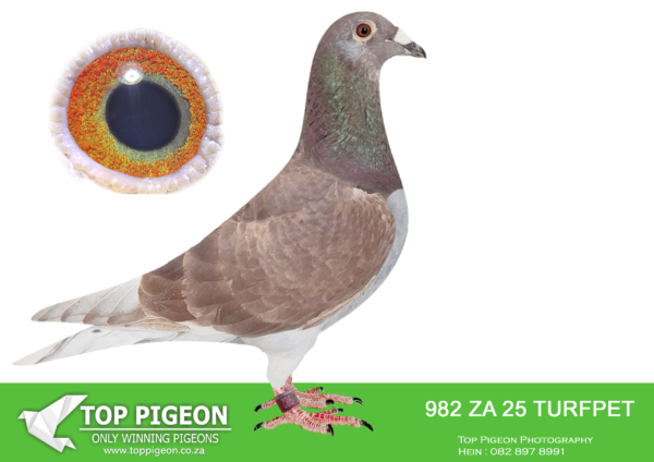 .LOT 7 PIGEON PALACE – ZA 25 TURFPET 982 -Only one bred like this.Highly inbred to all superstars in the Kittel family! Sire out of the best Kittel pair in South Africa & dam inbred ‘Gold dust the best full sister to ‘Kittel’ in the world! Better inbred Kittel will be hard to find.—————SIRE:JWDK-24-4100 C. PIGEON PALACE.Bred from the best. Kittel pair in South Africa Full brother to 63384/18 & 63390/18 Alwyn Bester. ‘63384’ g/f to Turbo Kittel SANPO Gold medal & 3rd world allround. best bird. G/f to 9060/20 2nd Ace middle distance union. Sire 604/22 1st Gauteng Combine Noupoort ’23 & double PTA union winner also ace pigeon overall. ‘63390’ sire to ‘Dynasty’ grand averages winner Dinokeng OLR ’22 also 343/21 union winner Verkeerdevlei & 344/21 R100 000 B/s winner Crusaders.———DAM:NLD-21-1676258 H Kitty Gold Dust 258 Van den Bulc x Sange Red Daughter ‘Kitty’ 1. Isnes 1984 b Double g/daughter of famous ‘Gold Dust’. Best breeding sister ‘Kittel’in the world. 3. gen offspring won 1. prov.ace +19000 b. 1. Nat.Valentia 2200 1. Nat. Zone/3.Nat. Viv onne 3379 2.Best Dutch YB PIPA ranking 6 pr’18 2. acebird Ningxia Senxiang China OLR 1.IF Cuevas C1.OLR 1.prov.Niergn. 16973 1.NPO PS Maxen. 12240 1.TXT Chalons 5940 1.NPO Fontenay 5577 1. Soissons 4090 1.Niergies 3393 1.Nanteuil 3086 4.prov .SEE PEDIGREE!!!