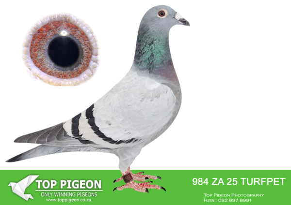 .LOT 5 PIGEON PALACE – ZA 25 TURFPET 984 -Bred along the same lines as 1st National Ace pigeon. ‘Turbo Kittel’.————–SIRE:JWDK-24-4044 C. PIGEON PALACE.Bred from the best. Kittel pair in South Africa Full brother to 63384/18 & 63390/18 Alwyn Bester. ‘63384 g/f to Turbo Kittel SANPO Gold medal 3rd world allround best bird. G/f to 9060/20 2nd Ace middle distance union. Sire to 604/22 1st Gauteng Combine Noupoort ’23 & double PTA union winner also ace pigeon overall. ‘63390’ sire to ‘Dynasty’ grand averages winner Dinokeng OLR ’22 also 343/21 union winner Verkeerdevlei & 344/21 R100 000 B/s winner Crusaders.————DAM:ZACRU-21-1880 H ‘1880 nr 1’ Pigeon Palace.Top racer @ Vic Falls OLR. Bought back for stock. Top breeding stock hen. Daughter foundation cock ‘Number One’.SEE PEDIGREE!!!