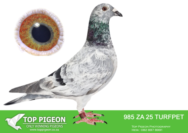 .LOT 8 PIGEON PALACE –  ZA 25 TURFPET 985 -Inbred Goed Grijs. Currently the most. sought after bloodline in the World————SIRE:BELG-23-6159300 C ‘Goed Grijs PIPA’ Vermeerbergen-Wilms.Grandson Grizzle. Mama exceptionel breeding hen. Dam to Grizzle Best Kittel winner of 17 x best 1% over 20 races. 2nd Nat Ace & 5 x 1st prize!———–DAM:NL-23-9559269 H ‘Gucci Goed Grijs’ Henk Douna.Bred from a click pair & sister to excellent racers. ‘Gucci Grizzle’ bred from direct Gebr. Leideman ‘Viton x daughter Goed Grijs’ is full sister to ‘Speedy Grizzle’ 1st. Nat. Asduif Natour WHZB 19 Eijerkamp Lofts. ‘Dgt. Gucci Grizzle’ won 1 Prov Asduif snelheid ’21.SEE PEDIGREE!!!!