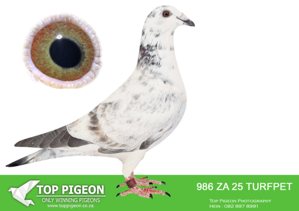 .LOT 4 PIGEON PALACE –  ZA 25 TURFPET 986 -Inbred Goed Grijs. Currently the most. sought after bloodline in the World————SIRE:BELG-23-6159300 C ‘Goed Grijs PIPA’ Vermeerbergen-Wilms.Grandson Grizzle. Mama exceptionel breeding hen. Dam to Grizzle Best Kittel winner of 17 x best 1% over 20 races. 2nd Nat Ace & 5 x 1st prize!———–DAM:NL-23-9559269 H ‘Gucci Goed Grijs’ Henk Douna.Bred from a click pair & sister to excellent racers. ‘Gucci Grizzle’ bred from direct Gebr. Leideman ‘Viton x daughter Goed Grijs’ is full sister to ‘Speedy Grizzle’ 1st. Nat. Asduif Natour WHZB 19 Eijerkamp Lofts. ‘Dgt. Gucci Grizzle’ won 1 Prov Asduif snelheid ’21.SEE PEDIGREE!!!!