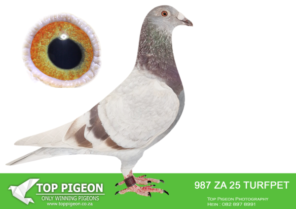LOT 14 PIGEON PALACE –  ZA 25 TURFPET 987 -Grandson to the best. Kittel pair in South Africa! Sire is full brother to 63384/18 63390/18 Alwyn Bester. ‘63384 g/f to Turbo Kittel SANPO Gold medal & 3rd world allround best bird. G/f to 9060/20 2nd Ace middle distance union. Sire to 604/22 1st Gauteng Combine Noupoort ’23 & double PTA union winner also ace pigeon overall. ‘63390’ sire to ‘Dynasty’ grand averages winner Dinokeng OLR ’22 also 343/21 union winner Verkeerdevlei & 344/21 R100 000 B/s winner Crusaders—————SIRE:KGL-23-295 C.Full brother to 63384/18 & 63390/18 Alwyn Bester. ‘63384 g/f to Turbo Kittel SANPO Gold medal & 3rd world allround best bird. G/f to 9060/20 2nd Ace middle distance union. Sire to 604/22 1st Gauteng Combine Noupoort ’23 & double PTA union winner also ace pigeon overall. ‘63390’ sire to ‘Dynasty’ grand averages winner Dinokeng OLR ’22 also 343/21 union winner Verkeerdevlei & 344/21 R100 000 B/s winner Crusaders.———–DAM:PWDU-20-2638 H ‘Mienke sister’ Pigeon Palace.Double winner also. PTA union winner. Her sister ‘Mienke’ arguably the best racer at Dinokeng lofts after ‘Blue Moon’ Positions at Dinokeng races : 14,50,28,9,214,2,1 4 x in first pack! ‘BIG MONEY’ race final winner ’21 ! 2nd ACE bird, 2nd – bakkie race. 2nd Barzalona final overnight hard race. Bred from a super pair of pigeons. Her. sister 2638/20 is PTA union winner and top racer. Both bred top racers. SEE PEDIGREE!!!