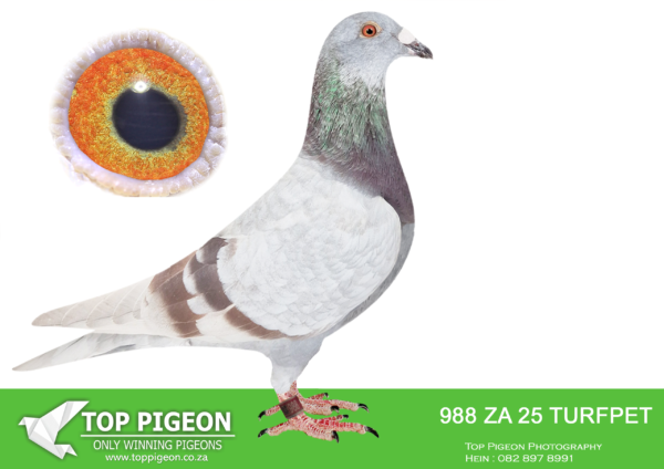 LOT 13 PIGEON PALACE – ZA 25 TURFPET 988 -Grandson to the best. Kittel pair in South Africa! Sire is full brother to 63384/18 63390/18 Alwyn Bester. ‘63384 g/f to Turbo Kittel SANPO Gold medal & 3rd world allround best bird. G/f to 9060/20 2nd Ace middle distance union. Sire to 604/22 1st Gauteng Combine Noupoort ’23 & double PTA union winner also ace pigeon overall. ‘63390’ sire to ‘Dynasty’ grand averages winner Dinokeng OLR ’22 also 343/21 union winner Verkeerdevlei & 344/21 R100 000 B/s winner Crusaders—————SIRE:KGL-23-295 C.Full brother to 63384/18 & 63390/18 Alwyn Bester. ‘63384 g/f to Turbo Kittel SANPO Gold medal & 3rd world allround best bird. G/f to 9060/20 2nd Ace middle distance union. Sire to 604/22 1st Gauteng Combine Noupoort ’23 & double PTA union winner also ace pigeon overall. ‘63390’ sire to ‘Dynasty’ grand averages winner Dinokeng OLR ’22 also 343/21 union winner Verkeerdevlei & 344/21 R100 000 B/s winner Crusaders.———–DAM:PWDU-20-2638 H ‘Mienke sister’ Pigeon Palace.Double winner also. PTA union winner. Her sister ‘Mienke’ arguably the best racer at Dinokeng lofts after ‘Blue Moon’ Positions at Dinokeng races : 14,50,28,9,214,2,1 4 x in first pack! ‘BIG MONEY’ race final winner ’21 ! 2nd ACE bird, 2nd – bakkie race. 2nd Barzalona final overnight hard race. Bred from a super pair of pigeons. Her. sister 2638/20 is PTA union winner and top racer. Both bred top racers. SEE PEDIGREE!!!