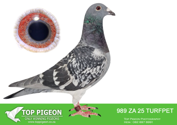 LOT 15 PIGEON PALACE –  ZA 25 TURFPET 989 -Bred along the same lines as 1st National Ace pigeon. ‘Turbo Kittel’.————–SIRE:JWDK-24-4044 C. PIGEON PALACE.Bred from the best. Kittel pair in South Africa Full brother to 63384/18 & 63390/18 Alwyn Bester. ‘63384 g/f to Turbo Kittel SANPO Gold medal 3rd world allround best bird. G/f to 9060/20 2nd Ace middle distance union. Sire to 604/22 1st Gauteng Combine Noupoort ’23 & double PTA union winner also ace pigeon overall. ‘63390’ sire to ‘Dynasty’ grand averages winner Dinokeng OLR ’22 also 343/21 union winner Verkeerdevlei & 344/21 R100 000 B/s winner Crusaders.————DAM:ZACRU-21-1880 H ‘1880 nr 1’ Pigeon Palace.Top racer @ Vic Falls OLR. Bought back for stock. Top breeding stock hen. Daughter foundation cock ‘Number One’.SEE PEDIGREE!!!