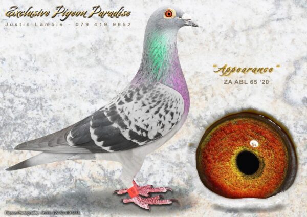 .LOT 5 SUPER WEDNESDAY –65 ZA 20 ABL -SIRE: 169 ZA 20 ABL. Strain: R80 000 Gold Medal Line Color: Blue Bar This must be one of the best handling inbred R80 000 cocks. He was put straight to the stockloft.———DAM: 2300 ZA 17 BDR .Strain: Andre Roodhooft Color: Blue Chequer W/f Another daughter from the Super breeding Roodhooft hen. She is halfsister to the 5 x winner from Schmiedt & Bouwer. This hen is bred back to the super pigeons from Andre Roodhooft. The grand mothers on both sides are full sisters. 2300 is a perfect handling hen. SUPER!!!SEE PEDIGREE!!!!