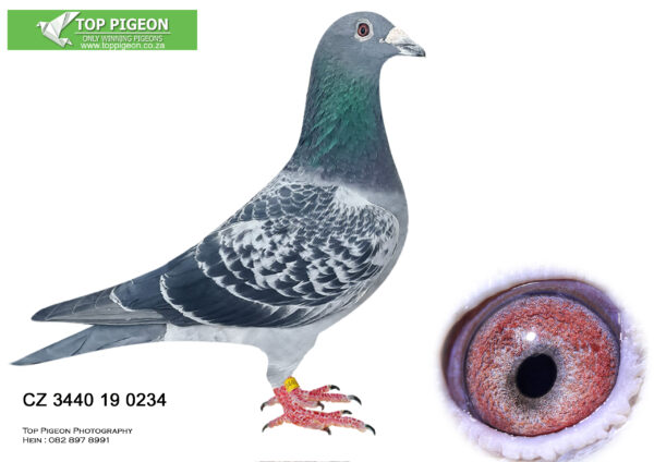 LOT 30 END JUNE -CZ 3440 19 0234 –