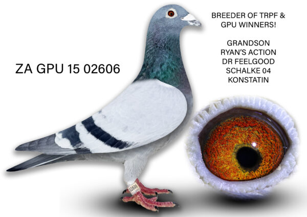 .LOT 5 DIE PAINTERS – ZA 15 GPU 02606 – This cock is showing signs of infertility. In 2024 he did not fill his first round of eggs but after raising a foster baby he filled two rounds in a row and successfully bred up to end of January 2025.”