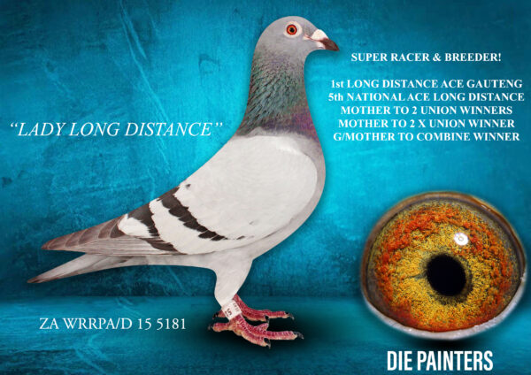 .LOT 3 DIE PAINTERS – ZA 15 WRRPA/D 5181 “LADY LONG DISTANCE” – What a GREAT PIGEON she is!! TOP RACER & BREEDER!! She was 1st LONG DISTANCE ACE in Gauteng in 2017. Also 5th National Ace LONG DISTANCE in 2017. Multiple winner and Top 10 Union Performer This hen bred two separate Union Winners in her first two years at stock. One of them being the fabulous “MISS BLISS” who is a double Union Winner and also breeder of a Combine and Union Winner. All her children which we have bred from have turned out to be breeder of Top 10 Union performers. Her grandchild also bred 3rd Final at Karoo Million in 2022.SEE PEDIGREE!!!