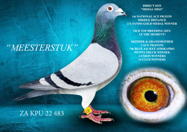.LOT 2 DIE PAINTERS – ZA 22 KPU 483 – “MEESTERSTUK” Cock Painter NG X Bb Directly out of “MEDAL MISS” when mated to her click cock. Together they produced 3 winners from 5 babies raced.”MEDAL MISS” – is our DOUBLE SANPO GOLD MEDAL MIDDLE DISTANCE 2019. She is also currently our premier stock hen having bred 7 winners with 5 different cocks.She is already mother & grandmother to 3 ACE Pigeons, 7th BLUE JACKET Afrikapro 2023, 8th Final Afrikapro 2022, a 7 X Winner”MEDAL MISS” is also full-sister to “GOLDEN WHIP” our 2024 Sanpo Gold Medal Long Distance Winner. The father of “MEESTERSTUK” won the Gauteng Combine against 5000+ pigeons and has become one of our key breeders. He has produced 5 winners incl 2 Union Winners for us. Even more importantly he produced 133/22 with “MEDAL MISS”133 is a SUPER BREEDER who produced 1465/23 wo is a WCPTA Truck Winner and 2 X Top 3 WCPTA Truck! She is also mother to 25031 our most recent Union Winner.SEE PEDIGREE!!!
