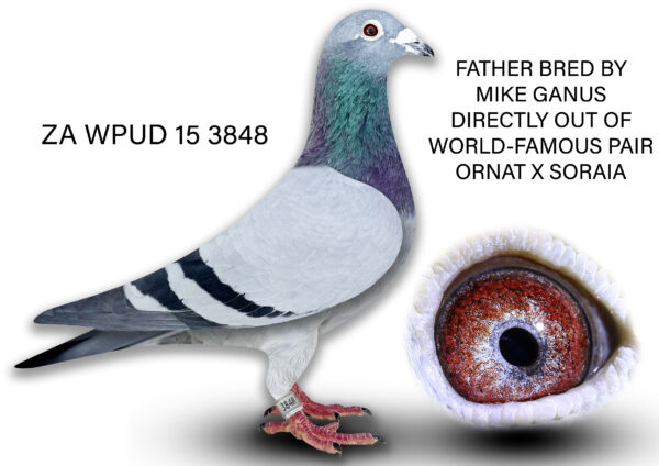 .LOT 4 DIE PAINTERS -ZA 15 WPUD 3848 – GRANDSON “ORNAT” X “SORAIA” ———–SUPER SAREL FATHER IS ORNAT/SORAIA SUPER Ganus THIS COCK IS A 3X WINNER FOR SAREL NAUDE – GREAT GANUS GENES.SEE PEDIGREE!!!