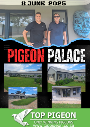 ACTIVE AUCTION - PIGEON PALACE - FROM 3 JUNE TO SUNDAY 8 JUNE 2025 (ENDING FROM 16:15)