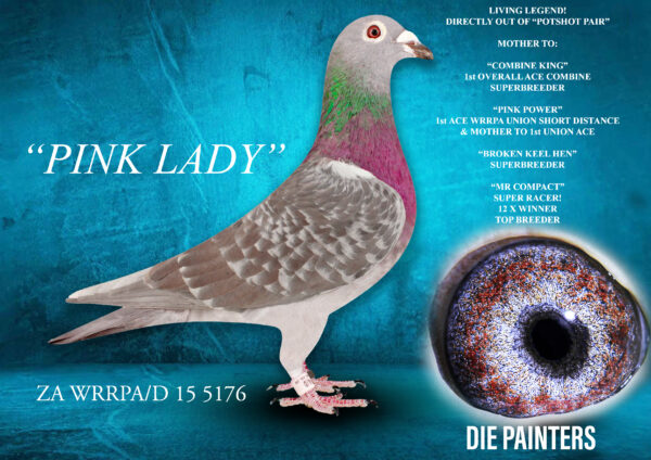 .LOT 1 DIE PAINTERS – ZA 15 WRRPA/D 5176 “PINK LADY” – A TRUE LEGEND IN HER OWN LIFETIME. Best daughter of the famous “POTSHOT PAIR”. This hen played a pivotal role in our record-breaking successes over the last 8 years. She is the mother to amongst other: * “COMBINE KING” – 1st Overall Ace Pigeon Gauteng West Combine in 2022. Union & Combine Winner. Also breeder of 3 Union/Combine Winners. * “PINK POWER” – 1st Ace Pigeon WRRPA Union Short Distance. Union Winner & breeder of 1st Union Ace for Brnd Broers. * “BROKEN KEEL HEN” – superstar breeder of 4 individual Union & Division Winners. Her children is also breeding winners in several lofts. * “THE 10 X WINNER COCK” – super racer despite a bad injury and breeder of 3 Union Winners and 6 other winners. “PINK LADY” is mother to a further 4 individual Union Winners and 8 other winners at club level.SEE PEDIGREE!!!!