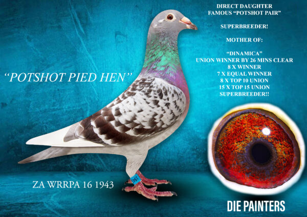 .LOT 2 DIE PAINTERS -ZA 16 WRRPA 1943 “POTSHOT PIED HEN” – THE FAMOUS “POTSHOT PIED HEN” DIRECT DAUGHTER “POTSHOT PAIR” MOTHER TO: * “DINAMICA” – Union Winner and 8 X Winner and 7 X Equal Club Winner & SUPER BREEDER * “MAYWEATHER” – Multiple Winner & top breeder.SEE PEDIGREE!!!!