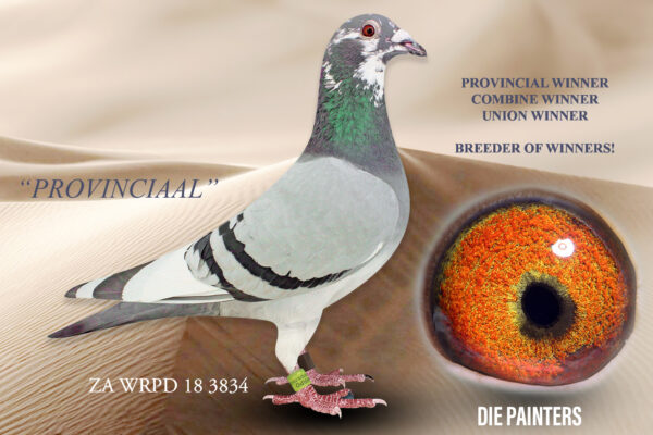 .LOT 3 DIE PAINTERS – ZA 18 WRPD 3834 – “PROVINCIAAL” Cock Painter Putt X BB PIED Our 2019 Union, Combine and Provincial winner against more than 3000 pigeons. Great breeder – sire to 4 winners including a Union Winner. This cocks babies are at their best on days with headwind conditions. Full brother to the great “HEADWIND HEN” – Union Winner & *5 X Club Winner & 5th Overall ACE Bird in Union. 5 X TOP 13 in the Union. Also full brother to 3646/16 – double winner and half-brother to 7 other winners!SEE PEDIGREE!!!!