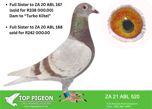 .LOT 1 FULL SISTER TO DAM “TURBO KITTEL” –  ZA 21 ABL 520 HEN -SISTER BRED 6X SANPO GOLD MEDAL . FULL SISTER TO 167 /168 / 518 / 519 – —SIRE: 63384 GB 18 V. Alias “63384” Strain: Dirk Van Den Bulck Color: Red Chequer Grandfather to ZA PWDU 9849 2020, 3rd best WORLD ALLROUND BEST BIRD 2021, who is also the 6 x SANPO Gold Medal winner 2021. Also grandfather to ZA PWDU 9060 2020 ,second best Middle distance pigeon PWDU.———–-DAM:1418637 NLD 19 . Strain: Dirk Van Den Bulck Color: Blue Bar Grandmother to ZA PWDU 9849 2020, the 3rd WORLD ALLROUND BEST BIRD 2021, who also is the 6 x SANPO GOLD MEDAL Winner 2021. Also grandmother to ZA PWDU 9060 2020, the second best Middle Distance bird in the PWDU. The Sire VINCE Inbred to KITTEL 1st Nat Ace KBDB 2013 Best KBDB cock in Belgium history 1st Quievrain 2089 pigeons.SEE PEDIGREE!!