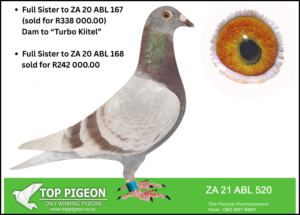 ACTIVE AUCTION - FULL SISTER TO DAM "TURBO KITTEL" - FROM 3 JUNE TO 8 JUNE 2025 (ENDING 17:30)