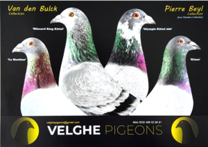 ACTIVE AUCTION - VELGHE PIGEONS AUCTION 2 -FROM 03 JUNE TO SUNDAY 8 JUNE 2025 (ENDING FROM 14:00)
