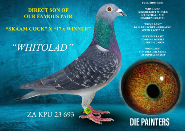 .LOT 1 DIE PAINTERS – ZA 23 KPU 693 – WHITOE LAD” COCK Painter NG DC Bred for stock out of our top producing pair. Full brother of the following champions: “PRIME LASS” Leader of the prestigious Blue Jacket Ace Pigeon Series at Afrikapro 2024 after Race 7. The nestmate to “PRIME LASS” was sold for R62500-00 on a Afrikapro/Toppigeon auction. “SHY LASS” who won 1st Knockout Dinokeng OLR in 2021. She was also 3rd Overall Ace Pigeon during the same year. “SUPREME LASS” our super racer 7 X 1st, Combine Winner, Union Winner etc. “WHITOE LAD” is bred from two of our alltime greatest pigeons – to list all their great performances and feats here is impossible. Suffice to say that they produce pigeons that can beat the best in the world!SEE PEDIGREE!!!!