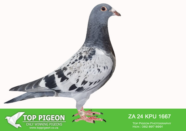 LOT 19 END JUNE -1667 ZA 24 KPU –