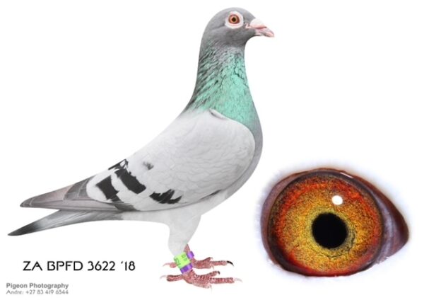 .LOT 2 DANIE SCHOLTZ / JACO FAUL – ZA 18 BPFD 3622 -“UNCLE OLIVIA” bred from a click pair. Full brother to ZA BPF/D 0695 ’18 “ROYAL VICTORY”. “ROYAL VICTORY” flew 24th final Dinokeng One Loft Race 2019, 2min30 seconds after the winning pigeon. “ROYAL VICTORY” also flew 55th place Ventersburg, 13th place Bloemfontein 2, & 172nd place Barzalona race. Nestmate ZA BPF/D 0694 ’18 “Lindie” Equal final winner Sonskyn OLR 2019, 663km vel. 1186, 50th Ace Bird.SEE PEDIGREE!!!