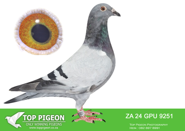 .LOT 3 MID WEEK AUCTION –  ZA 24 GPU 9251 –Brother x Sister mating, bred back to JBM’s GIRL x BOYTJIE. Some of the best ONE DAY LOFT GENETICS available. Sire, ZA HPT 7927 ’22 FLOYD MAYWEATHER & Dam, ZA HPT 7958 ’22 MARISE, full Brother & Sister to ROCKY who is father to PILOT EYE 4th ACE bird OLR Dinokeng 2020 & 8th Barzalona race. ROCKY is grandfather to MISS NAVIGATOR, Bakkie Winner at Dinokeng OLR 2021, Barzalona race. ROCKY is grandfather to STORM CHASER, 1st winner by 4 min OLR final Dinokeng 2022 & grandfather to OCEAN BREEZE, equal winner 2nd by 4 min OLR final Dinokeng 2022.SEE PEDIGREE!!!