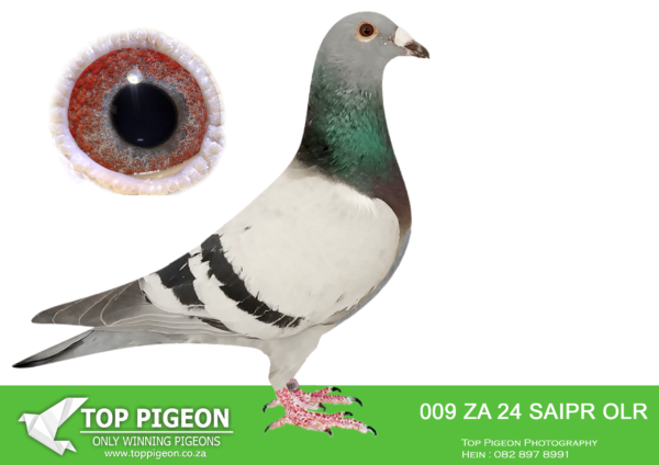 .LOT 6 SAIPR BREEDING STATION -ZA 24 SAIPR OLR 009 -SIRE:ZA 22 NRHU 3031 .SIRE TO 8073 CLUB WINNER AND 5TH CLUB ALSO 2ND UNION. SIRE IS BRED FROM A DIRECT SON TO BEST KITTEL. DAM IS “THE 65K HEN” SUPER RACER NRHU.——-DAM:IHUS 24 099964 “SUPER SPRINT 04”. STUNNING BLUE PIED HEN WITH A POTENT MIX OF HARDCORE SPRINT BLOOD.SUPER DIRK VAN DEN BULCK GENETICS.SEE PEDIGREE!!!