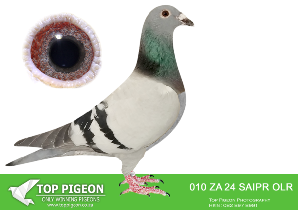 .LOT 9 SAIPR BREEDING STATION -ZA 24 SAIPR OLR 010 -SIRE:ZA 22 NRHU 3031 .SIRE TO 8073 CLUB WINNER AND 5TH CLUB ALSO 2ND UNION. SIRE IS BRED FROM A DIRECT SON TO BEST KITTEL. DAM IS “THE 65K HEN” SUPER RACER NRHU.——-DAM:IHUS 24 099964 “SUPER SPRINT 04”. STUNNING BLUE PIED HEN WITH A POTENT MIX OF HARDCORE SPRINT BLOOD.SUPER DIRK VAN DEN BULCK GENETICS.SEE PEDIGREE!!!