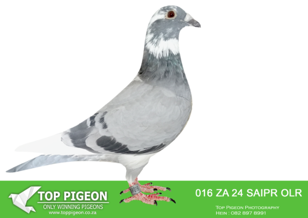 .LOT 7 SAIPR BREEDING STATION -ZA 24 SAIPR OLR 016 -SIRE:NO RING KITTEL. KITTEL. SIRE AND DAM IS BRED FROM SUPER KITTEL GENETICS OF ALWYN BESTER.———DAM:IHU S-24-099998 F.”SUPER SPRINT 98″ ANDY QUIRKE BLUE PIED.STUNNING BLUE PIED HEN WITH A POTENT MIX OF HARDCORE SPRINT BLOOD.SEE PEDIGREE!!!