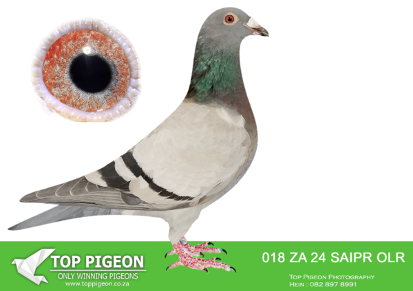 LOT 10 SAIPR BREEDING STATION – ZA 24 SAIPR OLR 018 -SIRE:IHU S-24-099935 M. KITTEL/BEST KITTEL.SUPER SPRINT 35 ANDY QUIRKE BLUE PIED STUNNING BLUE PIED HEN WITH A POTENT MIX OF HARDCORE SPRINT BLOOD.————DAM:314 ZA BOTHA 24 F. Full brother and sister mating of Turbo Kittel’ of Du Preez & Deetlefs. Turbo Kittel was the best pigeon in South Africa. 8x SANPO Medal winner. 6xGold , 1x Silver and 1xBronze. 5x Winner. Best bird union. Best yearling union. Best Middle distance Bird Union.SEE PEDIGREE!!!