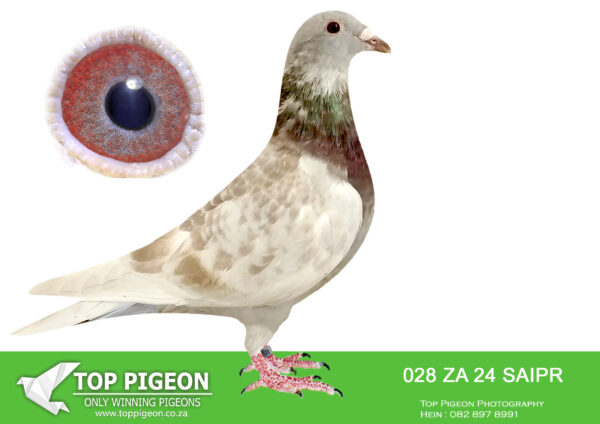 .LOT 3 SAIPR BREEDING STATION – ZA 24 SAIPR 028 -SIRE:NLD 17-1826194 M The 194 Sangers-Lambrechts Red Fantastic Red Cock Direct Son top pair LANCIA X HOTWING – Lancia Full brother Champion LANCIA 1. Nat Young Ace KBDB 2015 . 1. Souppes 1243 b 1. Zone East 507 b 2. Souppes 2391 b 1. Zone East 958 b 2. Souppes 2031 b 1. Zone East 720 b 3. Souppes 1348 b.————–DAM:IHUS 24 099999 “SUPER SPRINT 999”. STUNNING BLUE PIED HEN WITH A POTENT MIX OF HARDCORE SPRINT BLOOD.SEE PEDIGREE!!!!