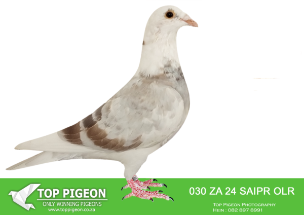 .LOT 2 SAIPR BREEDING STATION – ZA 24 SAIPR OLR 030 -SIRE:NO RING KITTEL. KITTEL. SIRE AND DAM IS BRED FROM SUPER KITTEL GENETICS OF ALWYN BESTER.———DAM:IHU S-24-099998 F.”SUPER SPRINT 98″ ANDY QUIRKE BLUE PIED.STUNNING BLUE PIED HEN WITH A POTENT MIX OF HARDCORE SPRINT BLOOD.SEE PEDIGREE!!!