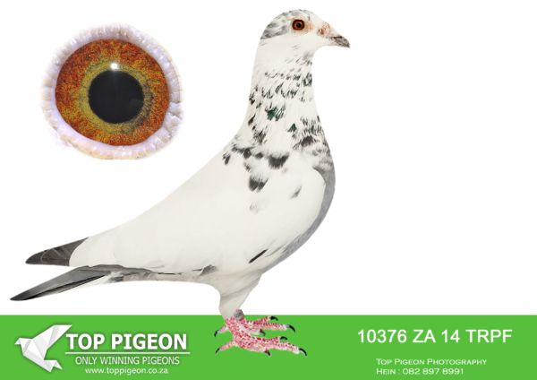 .LOT 1 WACKY WEDNESDAY – ZA 14 TRPF 10376 GRIZZLE COCK -SIRE:ZA-2010-TRPF-14613 Mc Dermott Lofts Blue Full brother to “14566” 4 x Winner!!!! • 1st Club 6th Div. 10th Fed 1446 birds. • 1st Club 7th Div. 9th Fed 3016 birds. • 1st Club 13th Div. 67th Fed 2477 birds. • 1st Club Trompsburg 485km 2588 birds. ===============DAM:ZA-2011-TRPF-17678 Peter Sorgente De Cunnic Grizzle Bred from Wally Dinwoodie Grizzle’s!!SEE PEDIGREE!!!
