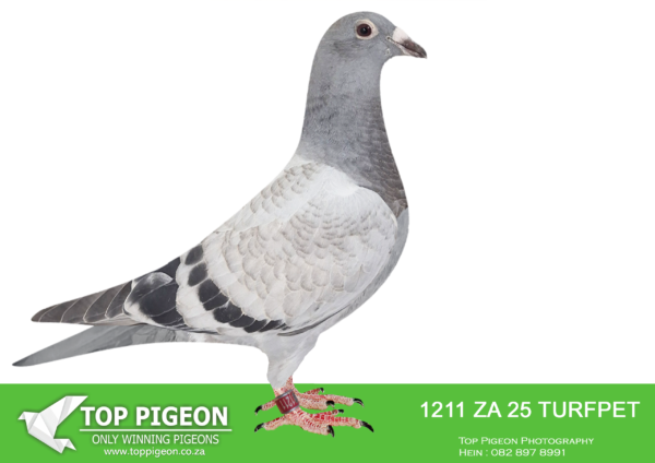 .LOT 8 JULY EXTRAVAGANZA AUCTION – ZA 25 TURFPET 1211 -SIRE:ZA-2024-MOUN-066 “MASTER KITTEL” Mountain Lofts Pencil Bred for breeding from the best inbred genetics of Dirk Van den Bulck x inbred Best Kittel (PIPA) Father “New Unseen Forces” – 11x inbred “Goede Rode” x “Olympic Rosita” Only one currently bred this way in South Africa. Mother “Best Kittel Clone” – 4x inbred “Best Kittel” appears. ================DAM:ZA-2023-OVRF-25548 “INBRED BEST KITTEL” Egbert O’Kelly Best Kittel Bont Unique Best Kittel inbreeding!! ZA VPU 8491 ’21 bred in her first season • 6th Grand Ave. Winners Flight 2024. • 5th Hotspot 5 Gariepdam 500km. • 7th Hotspot 4 Sprinfontein 460km. • 15th Hotspot 3 Edenburg 404km. • 23rd Final Hanover 626km.SEE PEDIGREE!!!!