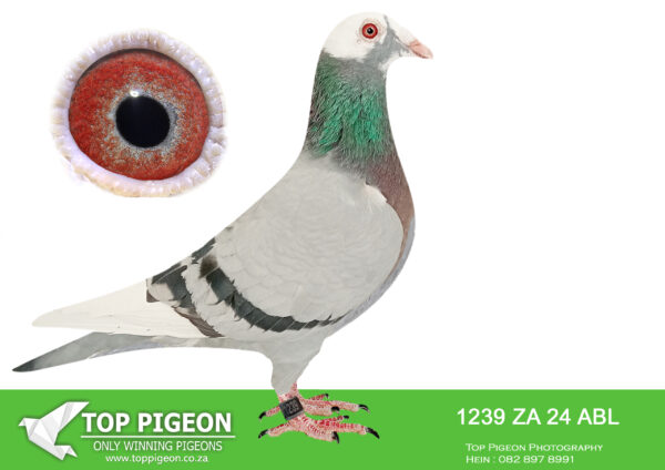 .LOT 8 ALWYN BESTER – ZA 24 ABL 1239 – SIRE:587 ZA 22 MOUN. Alias “Ferdie” Strain: Mountain Lofts Color: Blue Chequer Pied All the SANPO GOLD MEDAL performers in one pedigree. Better bred will be hard to find.————–DAM:10108 ZA 19 PRPC.Strain: Botha Lofts Color: BLUE BAR PIED Sire is full brother to “CONCORDE”, Sanpo Gold Medal Overall 2015 02835 has bred numerous winners already in the stockloft, Gauteng Combine, Pretoria Combine, PWDU and many Club winners.SEE PEDIGREE!!!
