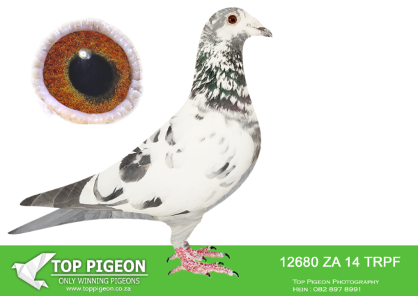 .LOT 5 WACKY WEDNESDAY -ZA 14 TRPF 12680 GRIZZLE HEN -SIRE:ZA-2011-TRPF-17673 Mc Dermott Lofts Grizzle———-DAM:ZA-2010-TRPF-14616 Mc Dermott Lofts Tom Lock.SEE PEDIGREE!!!