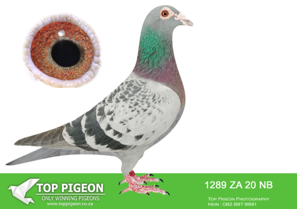 .LOT 3 WINDY AUGUST AUCTION – ZA 20 NB 1289 -SIRE:1285 ZA 16 NKR.Strain: Schellens Color: Blue Bar BRED BY DRAGON LOFT RACED BY EPC LOFTS EMIEL AND DANIEL GROBLER. THIS YOUNG COCK FLEW MULTIPAL TOP POSITION INCLUDING A JNR UNION WIN. WRRPA- A VERY TOUGH FEDERATION. NOW BREEDING FOR DRAGON LOFT. THIS BIRD HAS CONTRIBUTED TO THE GENE POOL IN BREEDING 2ND FINAL CRADOCK LOFTS 2021 ZA KWU 1102/21 WINNER OF R50 000————-DAM: 665 ZA 17 NB . Strain: Schellens Color: Blue Check 665 FLEW VERRY WELL FOR DRAGON LOFTS  SCORING 5 OUT OF 7 RACES AS YEARLING PUT TO STOCK THIS HEN HAS BRED MULTIPEL ORL POSITIONS INCLUDING AN 8TH PLACE FINAL CRADOCK LOFTS 2020 ZA 104736/19 2021 THIS HEN BRED ZA KWU 1102/21 2ND FINAL PIENAARS RIVIER 820KM WINNER OF R50 000.SEE PEDIGREE!!!