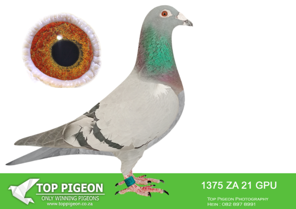 LOT 16 DANIE SCHOLTZ / JACO FAUL -1375 ZA 21 GPU -SIRE:4398 ZA 19 GPU.Alias “MORNE’S WIT RING COCK” Strain: MORNE LOCK WHITE FINGER Color: Blue Bar 2 X WINNER. RACED 1, 1, 2, 2, 2, 3, 5, 6, 6, 9, 9, 9 WHITFIELD CLUB.————DAM:2526 ZA 18 WRPD .Alias “BEST BIRD WRPD” Strain: Jaco Faul Best Bird WRPD. Very good breeder for J Faul & DJ Scholtz!SEE PEDIGREE!!!