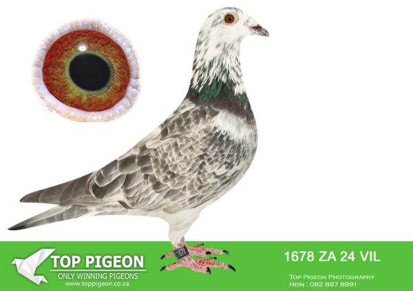 LOT 16 PIGEON PALACE – ZA 24 VIL 1678 -1/2 br. Zarina’ Pigeon Palace Grizzle Halfbrother ‘Zarina’ SANPO Gold medal winner and excellent breeder Pigeon Palace.————-SIRE:VPU-18-6734 C ‘Andries Grizzle’ Pigeon Palace.Union winner 800 km plus long distance on the day of liberation for Andries Fivaz. Top breeder bred from a click pair of the old lines of Gys Louw Aelbrecht xBosua/Bricoux. Sire to SANPO Gold medal winner allround 2022 ‘Zarina’. She is a 3 x union winner and one of the best hens in the Republic ! Super pigeon and surely one of the best Grizzle cocks in South Africa. Sire to many winners on union level.———–DAM:20-1201115 H ‘Jan Aarden hen’ Aarden Paarsborst.Paarsborst line double National winner in the heat. ‘Paarsborst’ won 1st National Lourdes ’05 1st National Dax ’06 also 2nd Internatuional Dax 33 National Pau 208 National Perpignan.SEE PEDIGREE!!!