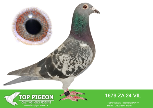 LOT 10 PIGEON PALACE – ZA 24 VIL 1679 -Bred from a full brother to Sister ‘Turbo Kittel’ x ‘Inbred Harry’ Jan————–SIRE:ZABOT-24-313 C ‘BB Turbo Kittel’ Turbo Kittel.Bred from full brother x sister ‘Turbo Kittel’. ‘Turbo Kittel’was National Ace pigeon. & 8 x SANPO medal winner. 5 x winner also best bird union, best Yearling union, best middle distance union for du Preez & Deetlefs. Parents sold for R 580 000 on Toppigeon auction.—————DAM:KRPS-20-2822 H ‘Super Hooymans’ Hooymans BCH Super handling hen that is picture perfect. She is a breeder of top OLR birds as well as many winners. Her daughter flew 30th Vic Falls final in 2022 This hen is one of the best Hooymans breeders in the Republic.SEE PEDIGREE!!!!