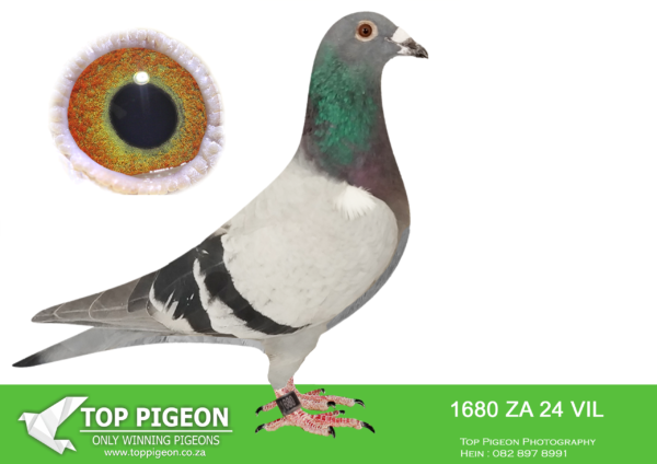 LOT 12 PIGEON PALACE – ZA 24 VIL 1680 -Bred from a full brother to Sister ‘Turbo Kittel’ x ‘Inbred Harry’ Jan————–SIRE:ZABOT-24-313 C ‘BB Turbo Kittel’ Turbo Kittel.Bred from full brother x sister ‘Turbo Kittel’. ‘Turbo Kittel’was National Ace pigeon. & 8 x SANPO medal winner. 5 x winner also best bird union, best Yearling union, best middle distance union for du Preez & Deetlefs. Parents sold for R 580 000 on Toppigeon auction.—————DAM:KRPS-20-2822 H ‘Super Hooymans’ Hooymans BCH Super handling hen that is picture perfect. She is a breeder of top OLR birds as well as many winners. Her daughter flew 30th Vic Falls final in 2022 This hen is one of the best Hooymans breeders in the Republic.SEE PEDIGREE!!!!