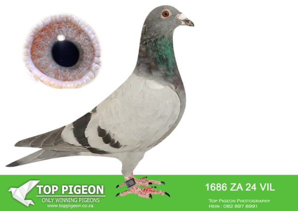 LOT 18 PIGEON PALACE – ZA 24 VIL 1686 -Eierjkamp Goed Grijs x Rico White man 1. world best pigeon speed 2019 Belgium. ‘Rico’ 1. National Ace KBDB youngsters. 2020. Excellent pair of pigeons.———–SIRE:NL-23-9100769 C Goed Grijs Eijerkamp H&E. J Eijerkamp. Son Jamie x Miss De Duif.. Grandson of the super couple Viton x Daughter Goed Grijs.————DAM:BELG-22-5082021 C ‘White man duivin’ White man. Lijn Rico x Mormelke Marie. ‘White man’ dynasty currently most sought after in Europe. Ace pigeon. genetics..SEE PEDIGREE!!!