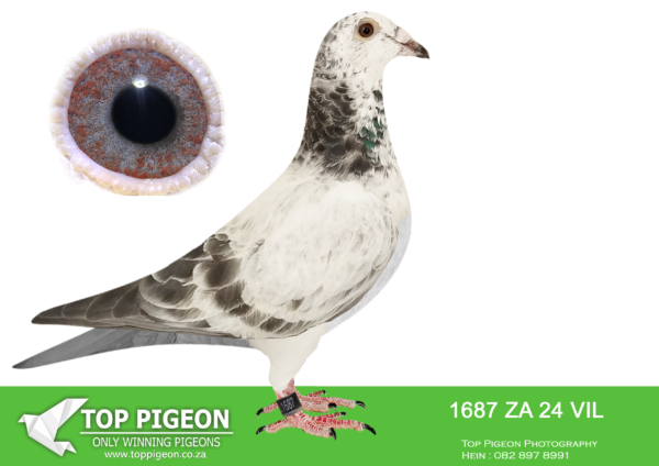 .LOT 9 PIGEON PALACE – ZA 24 VIL 1687 -Eierjkamp Goed Grijs x Rico White man 1. world best pigeon speed 2019 Belgium. ‘Rico’ 1. National Ace KBDB youngsters. 2020. Excellent pair of pigeons.———–SIRE:NL-23-9100769 C Goed Grijs Eijerkamp H&E. J Eijerkamp. Son Jamie x Miss De Duif.. Grandson of the super couple Viton x Daughter Goed Grijs.————DAM:BELG-22-5082021 C ‘White man duivin’ White man. Lijn Rico x Mormelke Marie. ‘White man’ dynasty currently most sought after in Europe. Ace pigeon. genetics..SEE PEDIGREE!!!