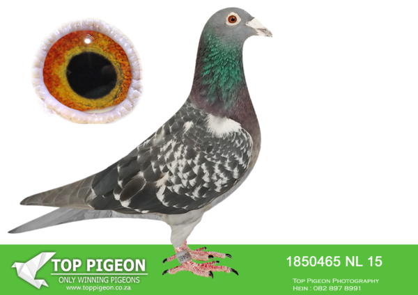 .LOT 1 HOOYMANS AUCTION – NL 15 1850465 “OOGAPPELTJIE” -SIRE:NL. 14-1208405 V. Grandson J. Witbuik J. Hooymans Chequer. ————-DAM:NL. 14-1208398 V.Daughter Harry J. Hooymans.FROM 2 SUPERCLASS RACING BIRDS!!! **HARRY ** X ** MS NARBONNE.SEE PEDIGREE!!!