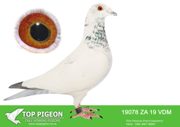 .LOT 8 WINDY AUGUST AUCTION –  ZA 19 VDM 19078 -SIRE: ZA 12 EC DIAZ 1050 . Alias “GROTE PETER” Strain: Van Loon Color: Wit Grizzle SILVER SHADOW Van Loon line————–DAM: 12 NL 1231698 .Alias “SILVER SHADOW LINE” Strain: Eijerkamp/Van Loon Color: Grizzle.SEE PEDIGREE!!!