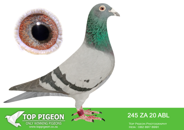 .LOT 6 WINDY AUGUST AUCTION –  ZA 20 ABL 245 -GOLDEN OPPERTUNITY. This cock is bred from a full sister and brother of “GLORIA”, who was sold for 92000 euro by Gaby Vandenabeele. This is something very special.————–SIRE: BELG 11 3070277 . Strain: Gaby Vandenabeele Color: Blue Bar Full brother to “GLORIA” ,2nd National Ace bird KBDB LD 2013,who was sold for 92000 euro. 3070277 Super bred cock who bred super racers already. Mostly used to breed stock——DAM: 3047151 BE 10. Alias “CLASS GOLD” Strain: Gaby Vandenabeele Color: Blue Bar Full sister to GLORIA, 2nd National Ace bird KBDB LD 2013. She bred 4 winners for Cas Mathee. She also bred 4th Best Bird Klapmuts Loft 2016. This is a super handling and breeding hen.see pedigree!!!