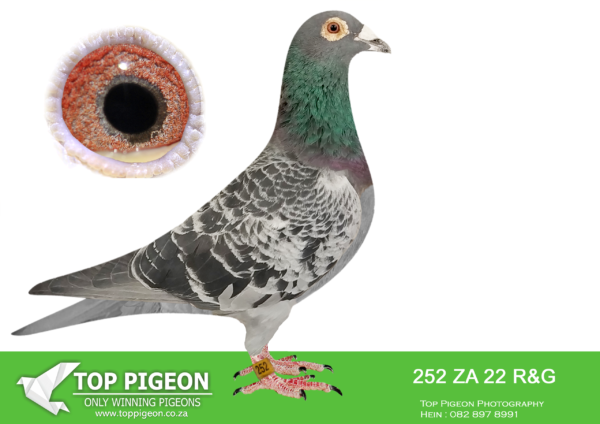 .LOT 9 HOOYMANS AUCTION – ZA 22 R&G 252 –Sire : NL 1849765-15 “Tonnie” Bred directly by Jan Hooymans This is bred out of “Brother Harry” and “Hetty Blue”. This pedigree includes the following super stars. “Jonge Bliksem””Dirkje””Dolce Beauty””Betty Blue””Bliksem””Dolores””Kleine Dirk””Amore””Mister Blue””Dolce Vita””Dolce Blue””Betty” —————DAM:NL 14 1209609. JAN HOOYMANS. THIS IS BRED DIRECTLY OUT OF FULL SISTER TO “HARRY”. SEE PEDIGREE!!!