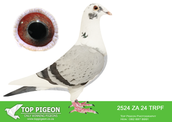 .LOT 9 WINTER AUCTION – 2524 ZA 24 TRPF -ZA-2023-BHU-SIRE:4897 Mike Engelbrecht Mealy Full brother and sister, fathers brother sold for R20 000 on Top Pigeon. All the best “Kittel” blood in one. =============DAM:ZA-2022-CRU-1267 Mc Dermott Lofts Bont A medium size, super balanced beautiful young breeder! You will find the best of Dirk Van Den Bulck “Banksy” “Double Rosita” “Dubbele Kittel” and “Greipel” in her genetics! 75% Inbred Kittel and 25% Inbred Tom Lock!SEE PEDIGREE!!!