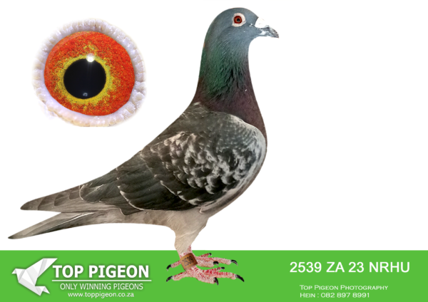 .LOT 4 ONE LOFT SPECIAL – ZA 23 NRHU 2539 CHECK COCK – SIRE: 4130242 be 19 “son bk 242″ .BRED 2ND HANOVER 620KM , 4TH HANOVER 620KM , 15TH LAINGSBURG 220KM , 5TH VICTORIA WEST 500KM , 5TH BEAUFORT WEST 400KM , 2ND BEAUFORT WEST 400KM, 8TH LAINGSBURG 220KM, 9TH LAINGSBURG 220KM , 4TH BEAUFORT WEST 400KM , 6TH VICTORIA WEST 500KM NRHU UNION——DIRECT SON TO LEGENDARY “BEST KITTEL”.Father of 8th Grand Average Afrika Pro 2022. Direct son of BEST KITTEL” ———DAM:BE 21 4202825. BEST KITTEL. DIRECT DAUGHTER TO “JUNIOR”.JUNIOR WAS THE 1ST SON OF BEST KITTEL EVER RACED AND WON 5 X 1ST 2. National Ace Pigeon Sprint Yl KBDB 2018 4. Belgian Olympic Pigeon Cat A – Poznan 2019.SEE PEDIGREE!!!!