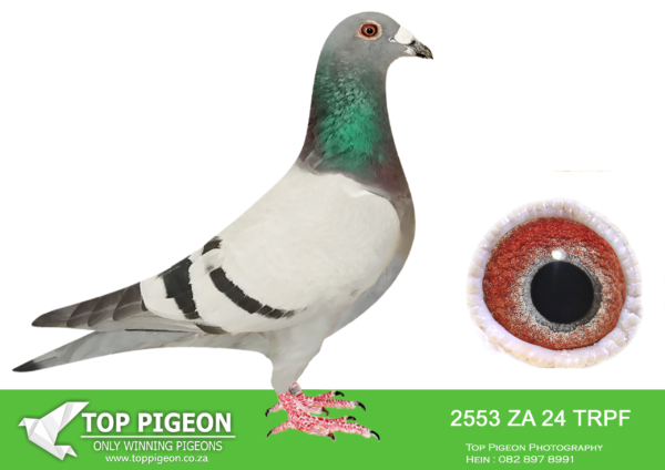 .LOT 3 WINTER AUCTION –  2553 ZA 24 TRPF -SIRE:ZA-2020-269739 Mc Dermott Lofts Blue Strain: Alfons Klaas Drapa Kaasboer. Father to: • 1st Final Saipr Summer Winner 2022. • 1st Grand Ave. Kroonstad Saipr 2022. • 3rd Hotspot 1 Saipr 275km 2022. • 2nd Grand Ave. Kroonstad Saipr 2022. • 13th Hotspot 3 Saipr 438km 2022. ===========DAM:BE-2023-01811-1056.SGUllrich, Sohn + Enkel,achieve: • 6th Nat. Champ of Germany 2022. • 6th Nat. Champ of Germany 2018. • 8th Nat. Champ of BRD Yearl. 2017. • 1st Nat. Champ Klinik Cup 2014. • 2nd Nat. Champ Klinik Cup 2013. • 5th Nat. Champ Klinik Cup 2015.SEE PEDIGREE!!!